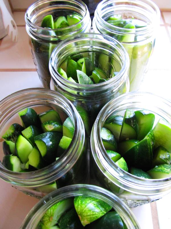 spicy garlic dill pickles