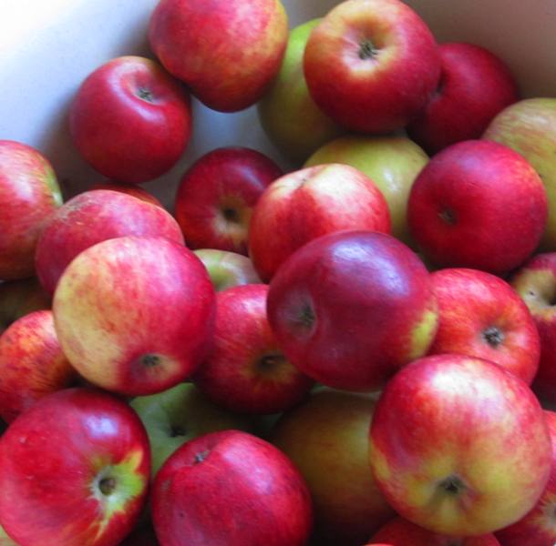 Local Organic Apples Pinnacle Organic