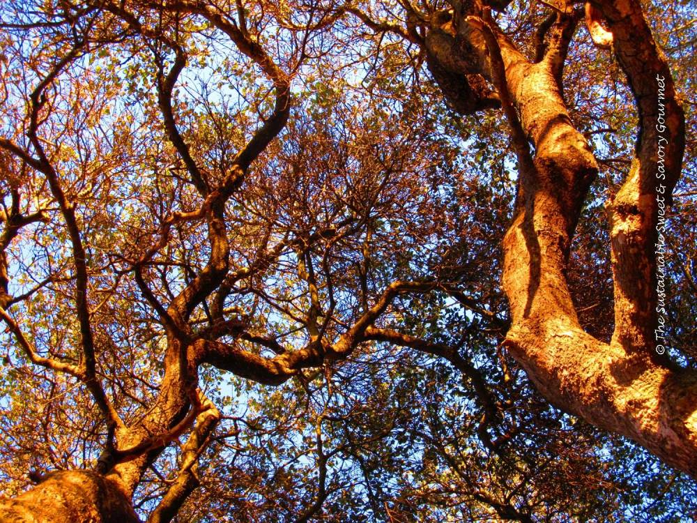 365 Project 2014 - Day 5