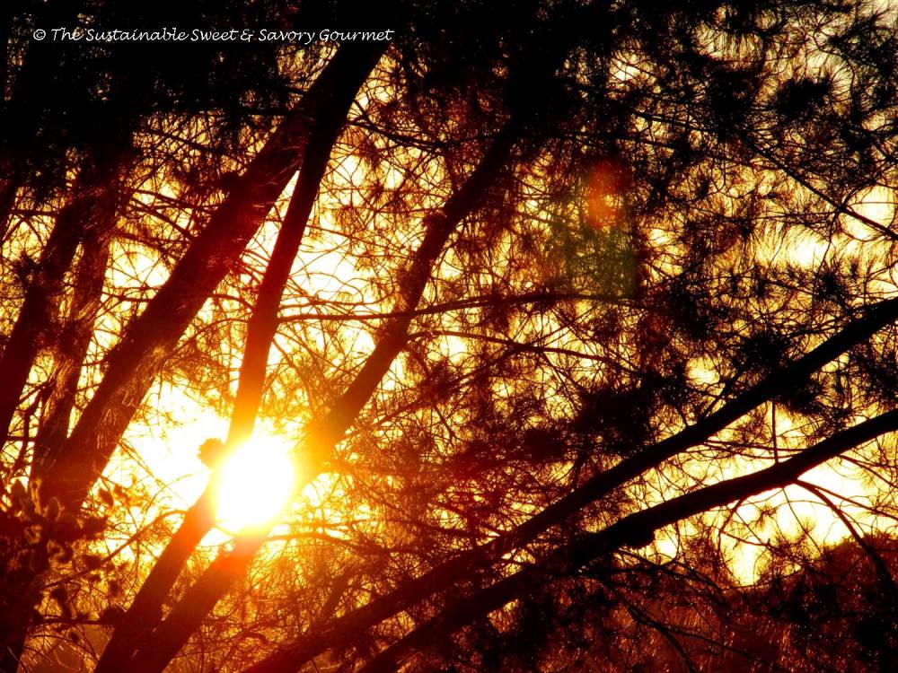 365 Project 2014 Extra Long Week In Review 18 - 27